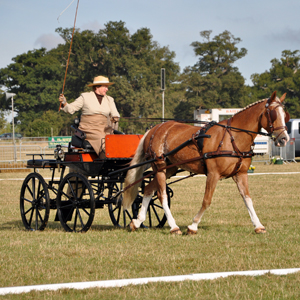 Frances Dressage